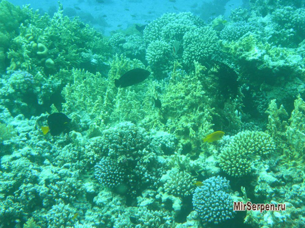 Достойный внимания молодой курорт Таба