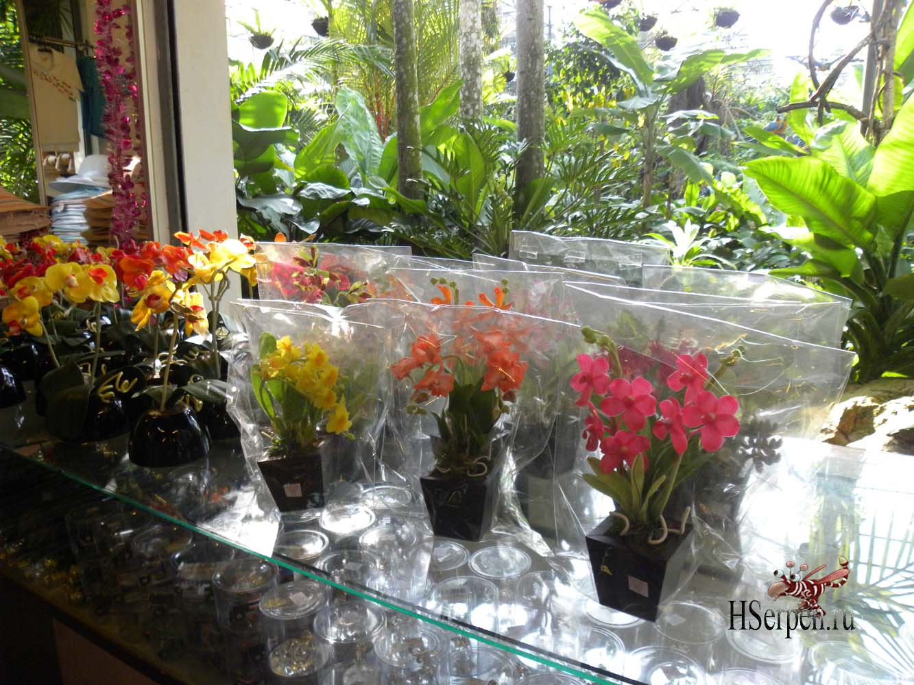 Привезите из Таиланда в подарок орхидеи