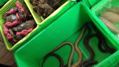 Как вы относитесь к экзотической кухне?