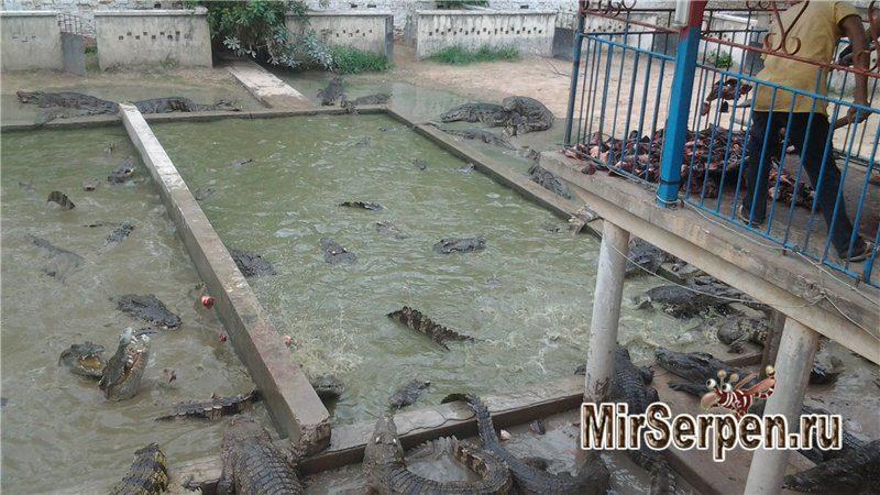 Забавная Камбоджа