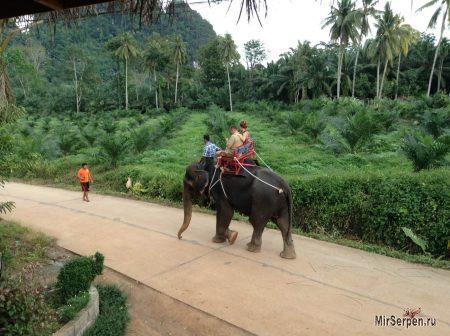 Неожиданное купание со слонами в Таиланде Неожиданное купание со слонами в Таиланде