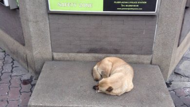 Про совсем не пугливых азиатских зверушек