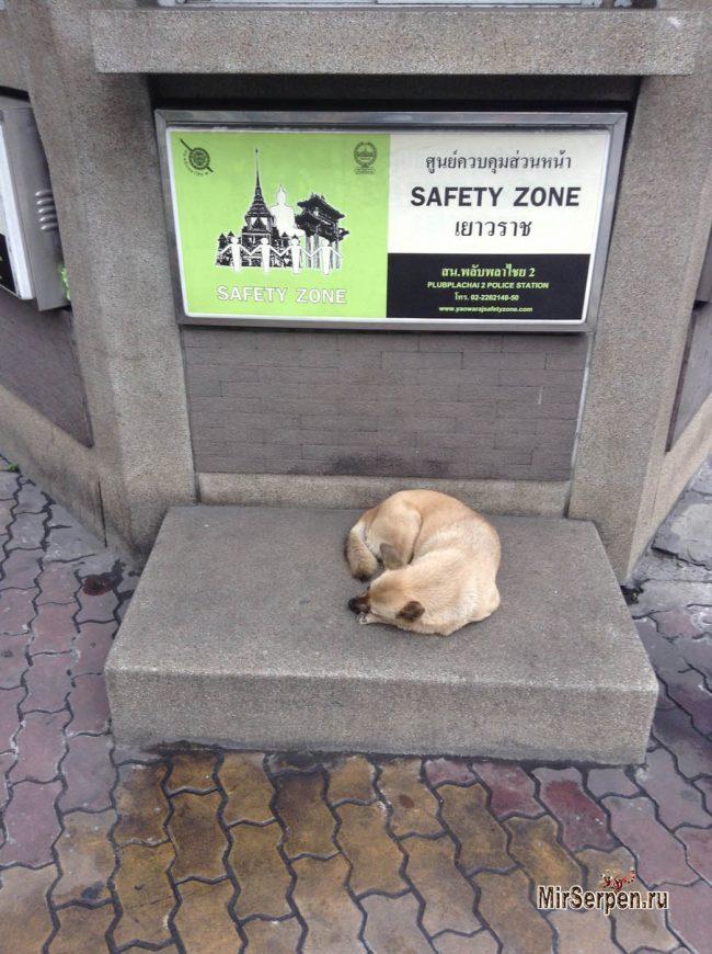 Про Азию: Про совсем не пугливых азиатских зверушек Про Азию: Про совсем не пугливых азиатских зверушек