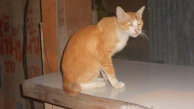 Некотейские заметки про кота и смысл жизни