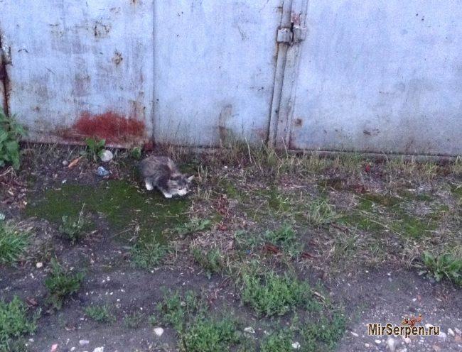 Спасение рядового котейки