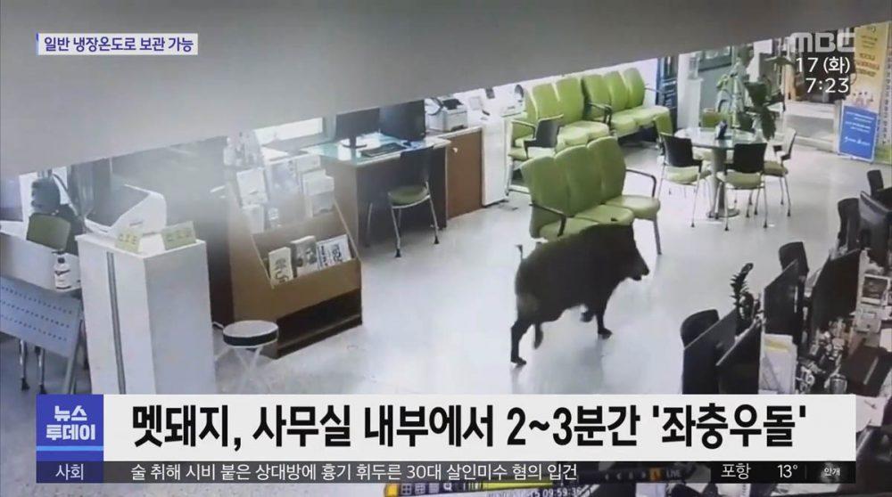 В Южной Корее кабаны приходят в офисы греться В Южной Корее кабаны приходят в офисы греться