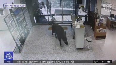 В Южной Корее кабаны приходят в офисы греться
