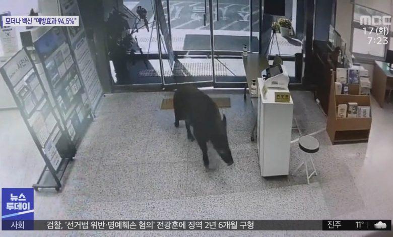 В Южной Корее кабаны приходят в офисы греться