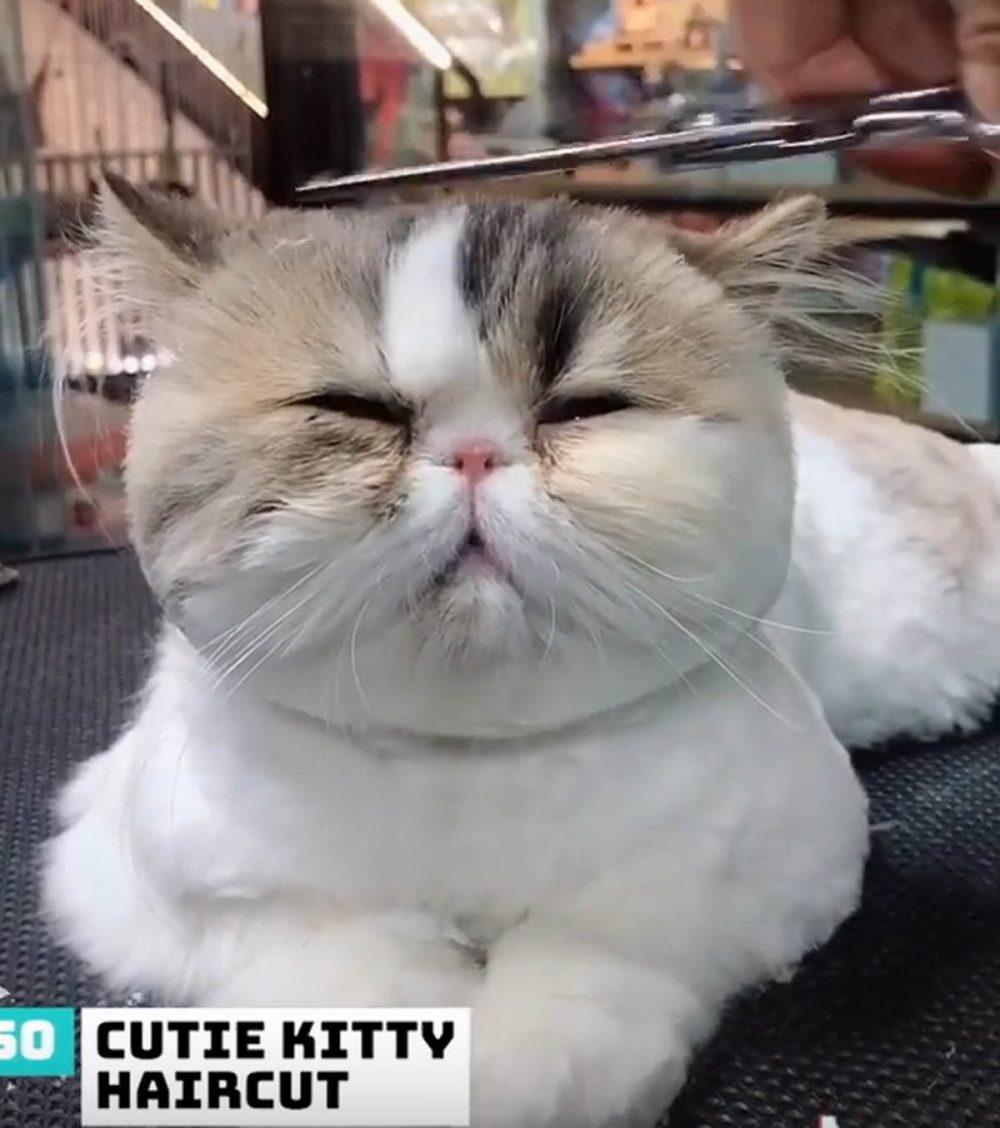 50 китайских вирусных видео в TikTok за 2019 год 50 китайских вирусных видео в TikTok за 2019 год