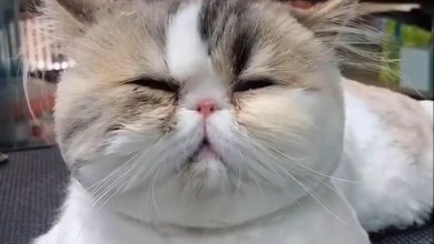 50 китайских вирусных видео в TikTok за 2019 год