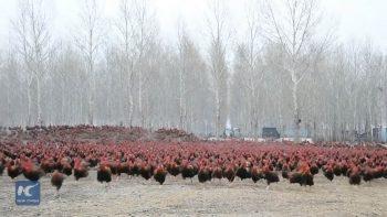 Китайский фермер и его 70 000 курочек Китайский фермер и его 70 000 курочек