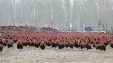 Китайский фермер и его 70 000 курочек