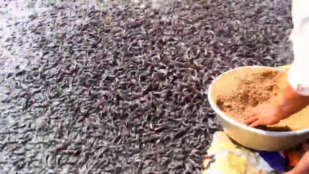 Индийский фермер кормит один миллион сомов