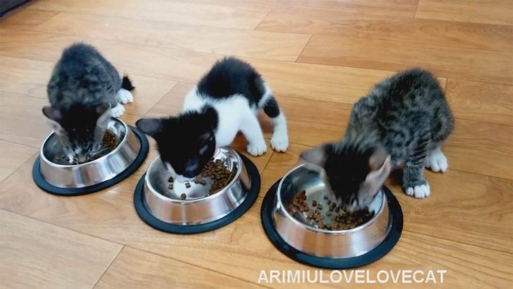 2 кореянки и 3 котенка