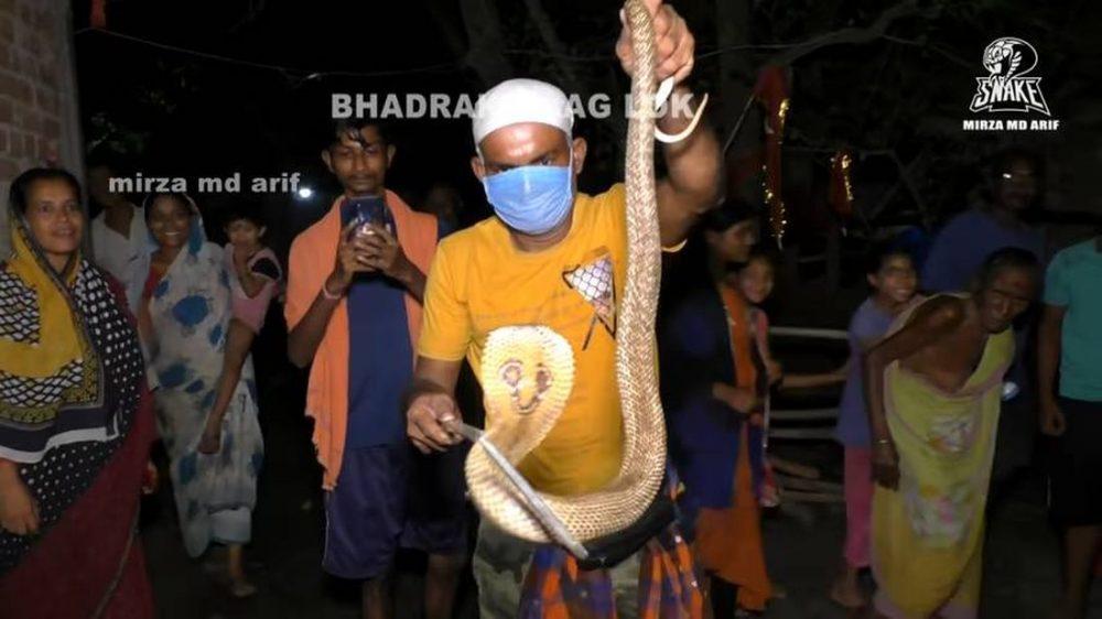 Будни индийского ловца змей Будни индийского ловца змей