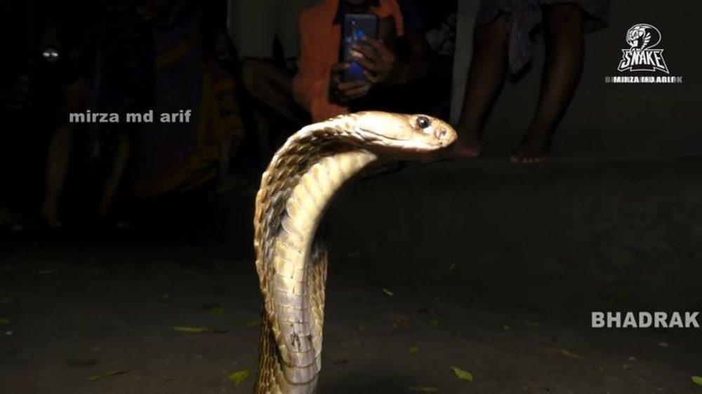 Будни индийского ловца змей Будни индийского ловца змей