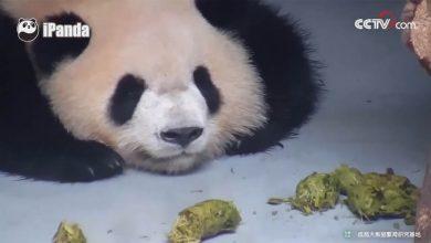 Панды и пандята Панды и пандята