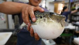 Рыба фугу: Путь из аквариума в тарелку