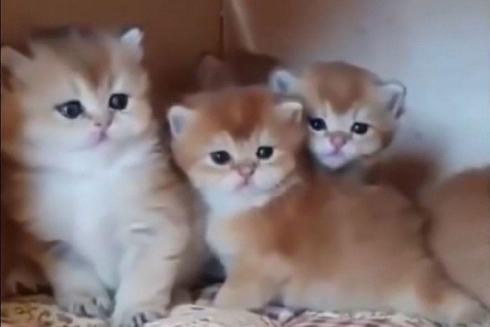 Funny Animal #1: Смешные азиатские зверушки Funny Animal #1: Смешные азиатские зверушки