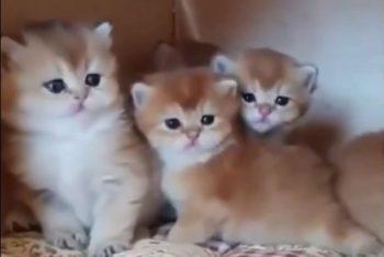 Funny Animal #1: Смешные азиатские зверушки Funny Animal #1: Смешные азиатские зверушки