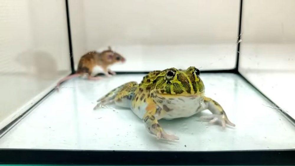 Японская жизнь лягушки-быка