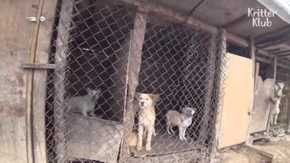 Как готовят собак на корейской собачьей ферме Как готовят собак на корейской собачьей ферме