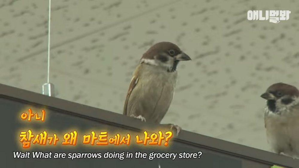 Корейский магазин оккупировали наглые воробьи