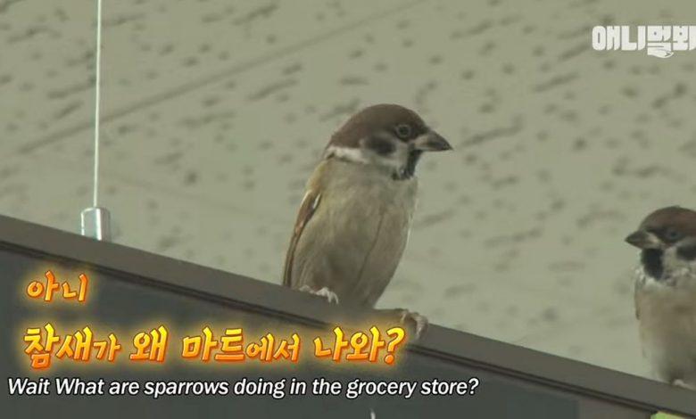 Корейский магазин оккупировали наглые воробьи