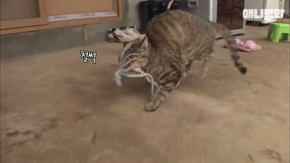 Осьминог пытается съесть кошку