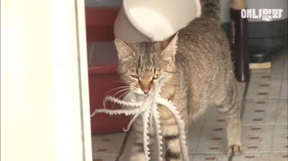 Осьминог пытается съесть кошку