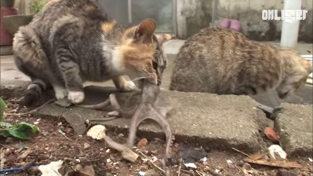 Осьминог пытается съесть кошку