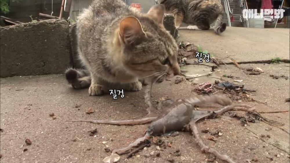 Осьминог пытается съесть кошку