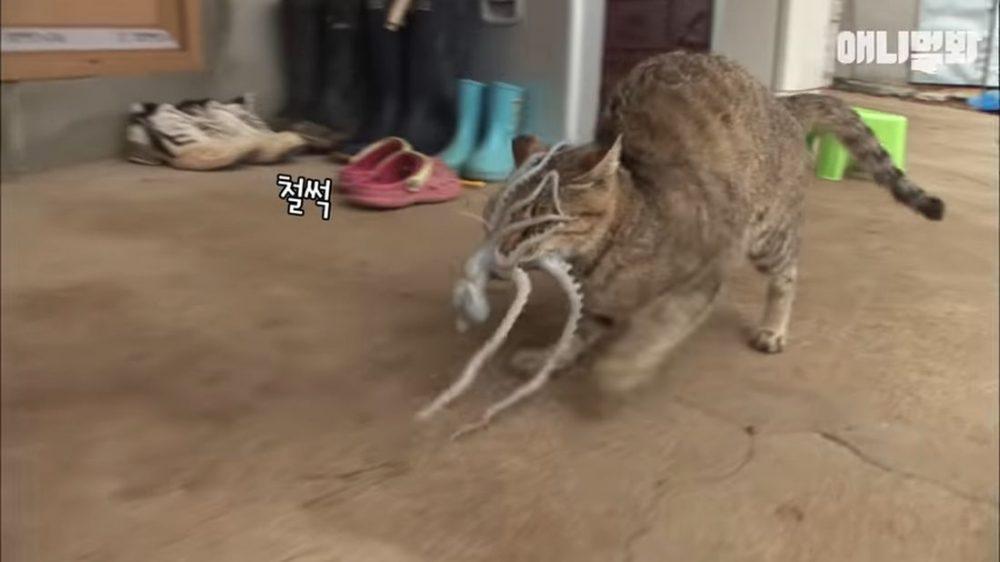 Осьминог пытается съесть кошку