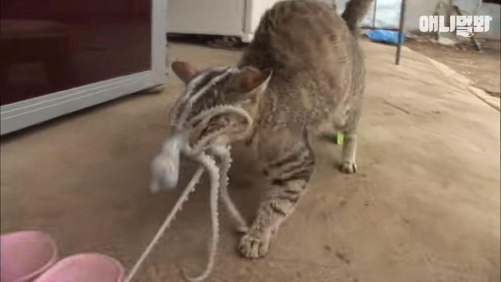 Осьминог пытается съесть кошку