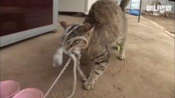 Осьминог пытается съесть кошку Осьминог пытается съесть кошку