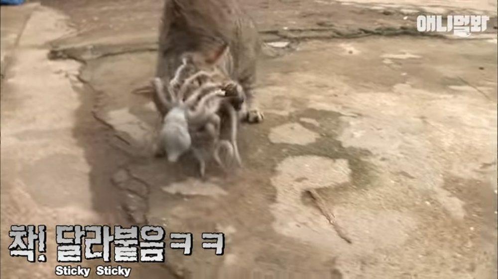 Осьминог пытается съесть кошку