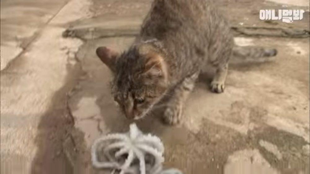 Осьминог пытается съесть кошку