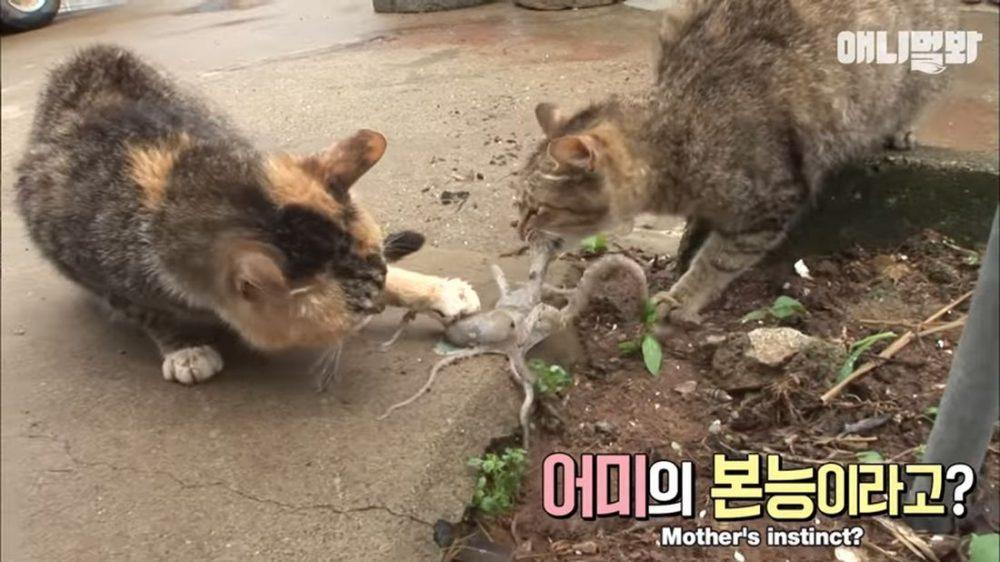 Осьминог пытается съесть кошку