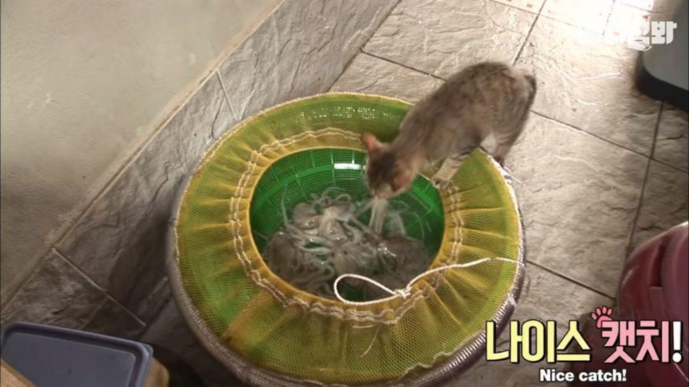 Осьминог пытается съесть кошку