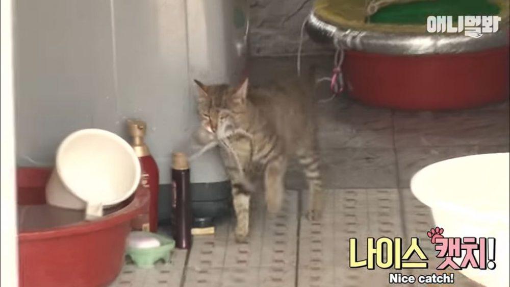 Осьминог пытается съесть кошку