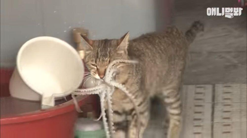 Осьминог пытается съесть кошку
