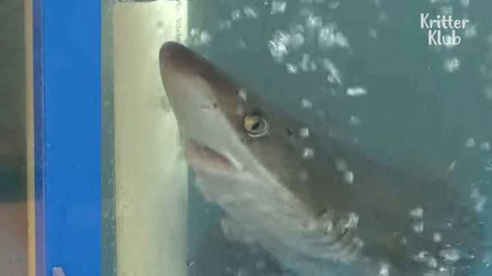 Акула родила в аквариуме на корейском рыбном рынке Акула родила в аквариуме на корейском рыбном рынке