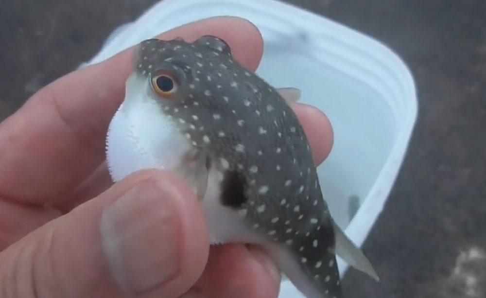 Рассерженная рыба фугу