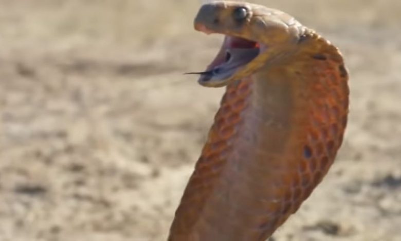 Королевская кобра - королевский хищник и убийца