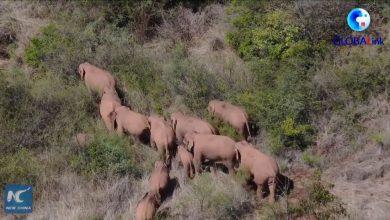 Забавные слоны в провинции Юньнань Забавные слоны в провинции Юньнань