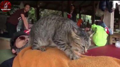 Котик делает тайский массаж