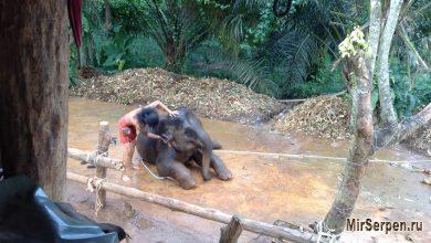 Купание тайского слоненка Купание тайского слоненка