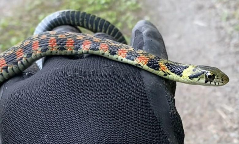 Японский блог про любовь к змеям и лягушкам