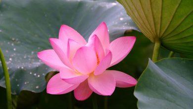 Корейская практика смены имени