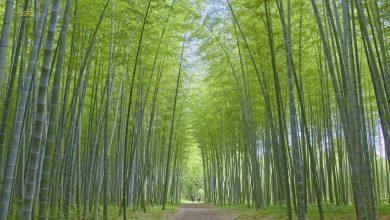 Бамбуковый лес Вакаяма